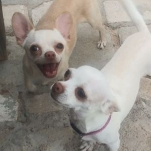 Meet your Posher, Celina